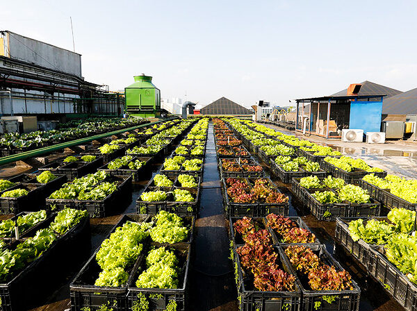 SHOPPING DE SP TEM TELHADO COM COMPOSTAGEM E HORTA ORGÂNICA