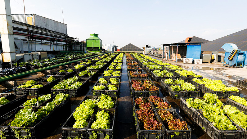 SHOPPING DE SP TEM TELHADO COM COMPOSTAGEM E HORTA ORGÂNICA