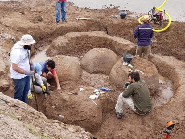 Armadillo de 20.000 anos do tamanho de um fusca encontrado na Argentina