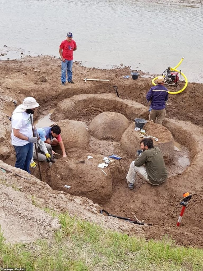 Armadillo de 20.000 anos do tamanho de um fusca encontrado na Argentina