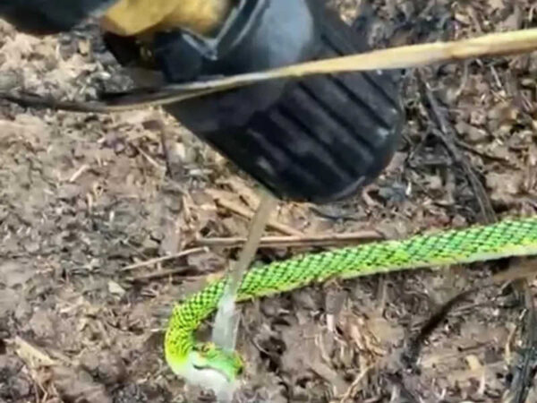 Desorientada em incêndio, cobra aceita água na boca dada por brigadista em floresta no Acre; VÍDEO