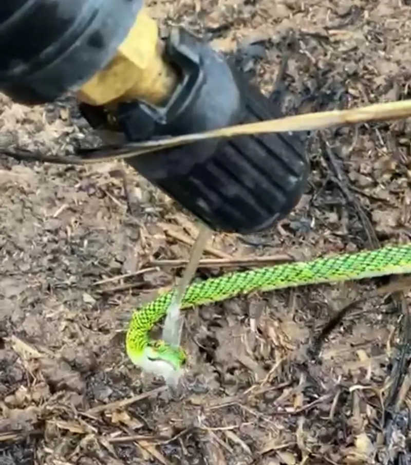 Desorientada em incêndio, cobra aceita água na boca dada por brigadista em floresta no Acre; VÍDEO