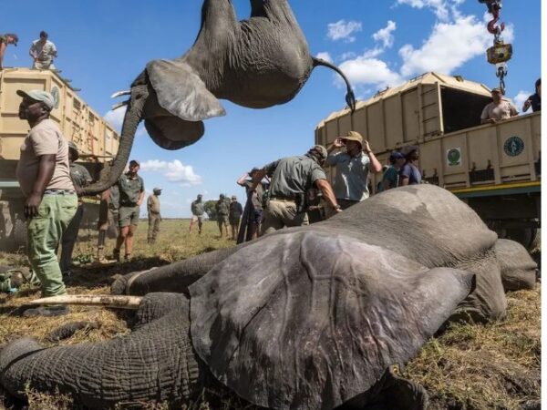 Parque no Zimbábue faz ‘Arca de Noé’ e transfere 2,5 mil animais selvagens para salvá-los da seca