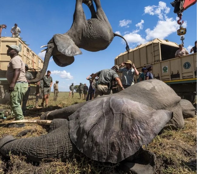 Parque no Zimbábue faz ‘Arca de Noé’ e transfere 2,5 mil animais selvagens para salvá-los da seca