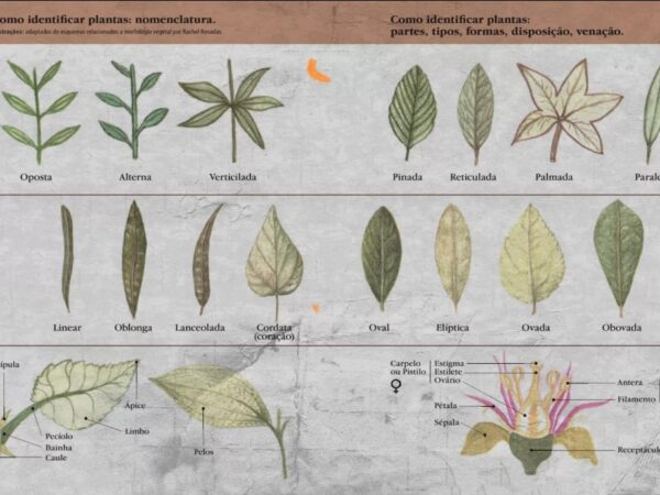 ISA lança manual sobre plantas indígenas com download gratuito