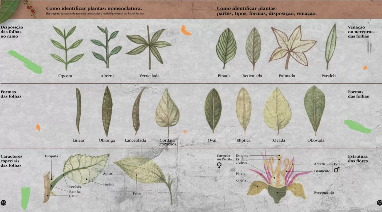 ISA lança manual sobre plantas indígenas com download gratuito