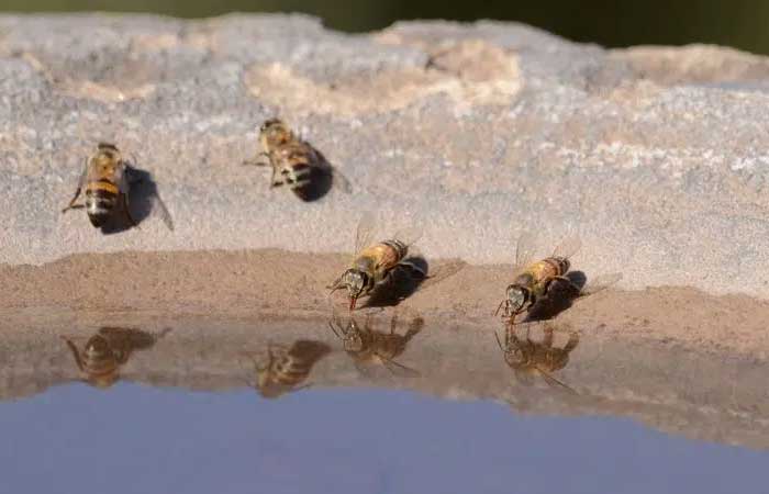 Abelhas podem se tornar peixes na Califórnia? Entenda