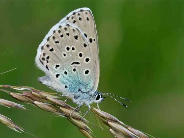 Declarada extinta, a grande borboleta azul está de volta em maior número do que nunca