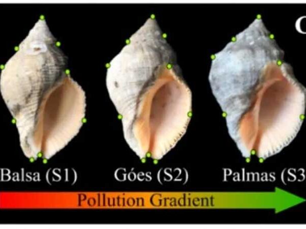 Poluição altera a forma, a composição e a resistência das conchas de moluscos