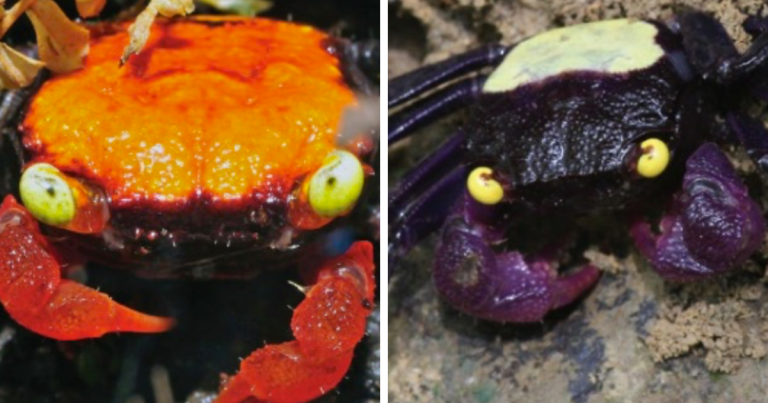 Descobertas duas novas espécies de caranguejos “vampiros” na Indonésia