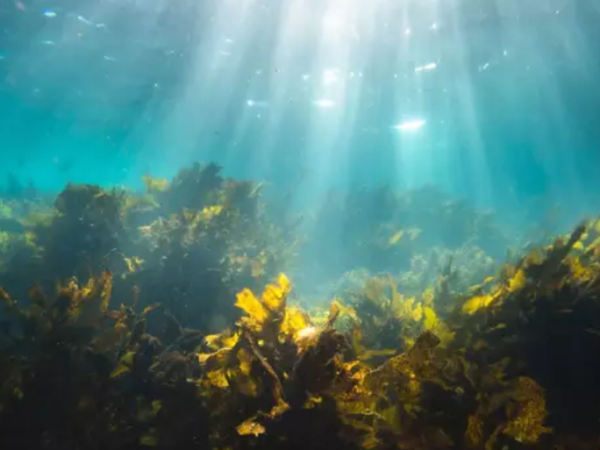 Florestas submarinas são tão importantes quanto a Amazônia — e maiores que ela