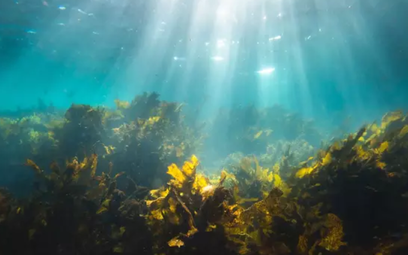 Florestas submarinas são tão importantes quanto a Amazônia — e maiores que ela