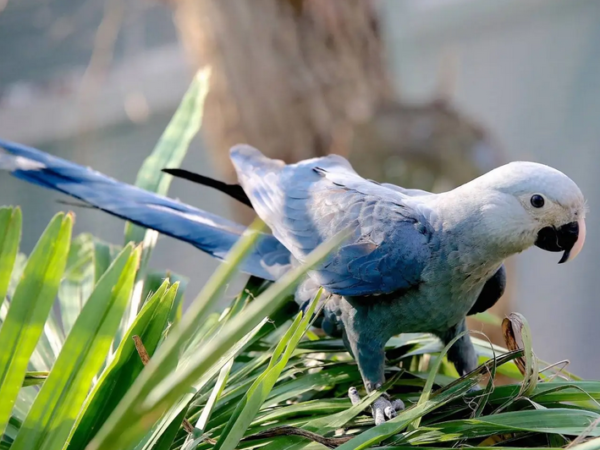 Em busca da ararinha azul perdida