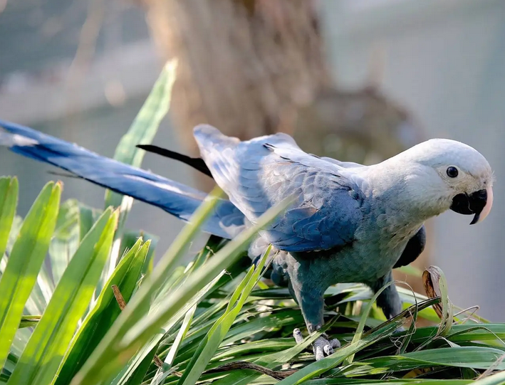 Em busca da ararinha azul perdida