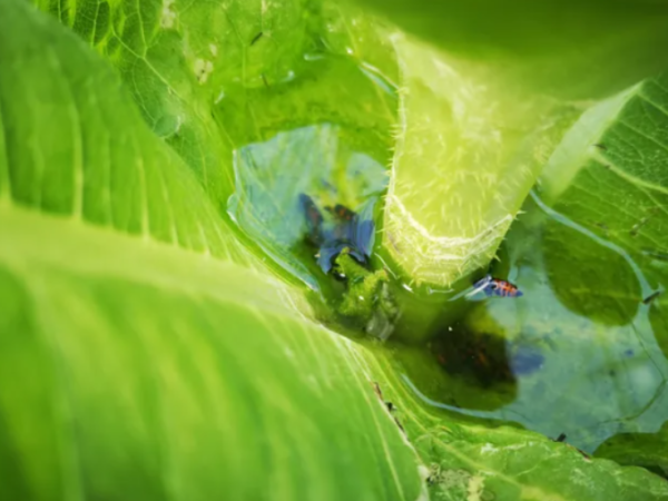 Microplásticos são encontrados no caule de planta pela primeira vez