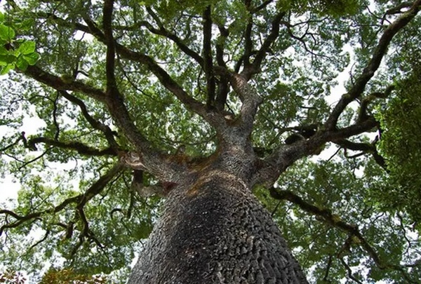 ‘Mega-árvores’: conheça as gigantes das florestas brasileiras