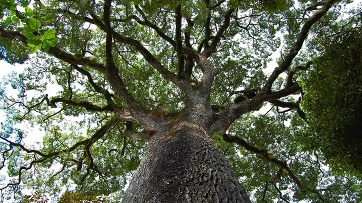 ‘Mega-árvores’: conheça as gigantes das florestas brasileiras