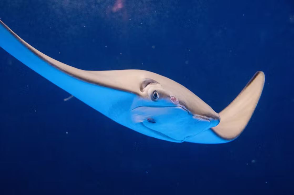 Peixe dormindo? De tubarões a salmão, guppys a garoupas, veja como eles tiram uma soneca