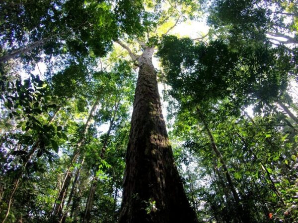 Por que o tamanho da árvore mais alta da Amazônia intriga cientistas