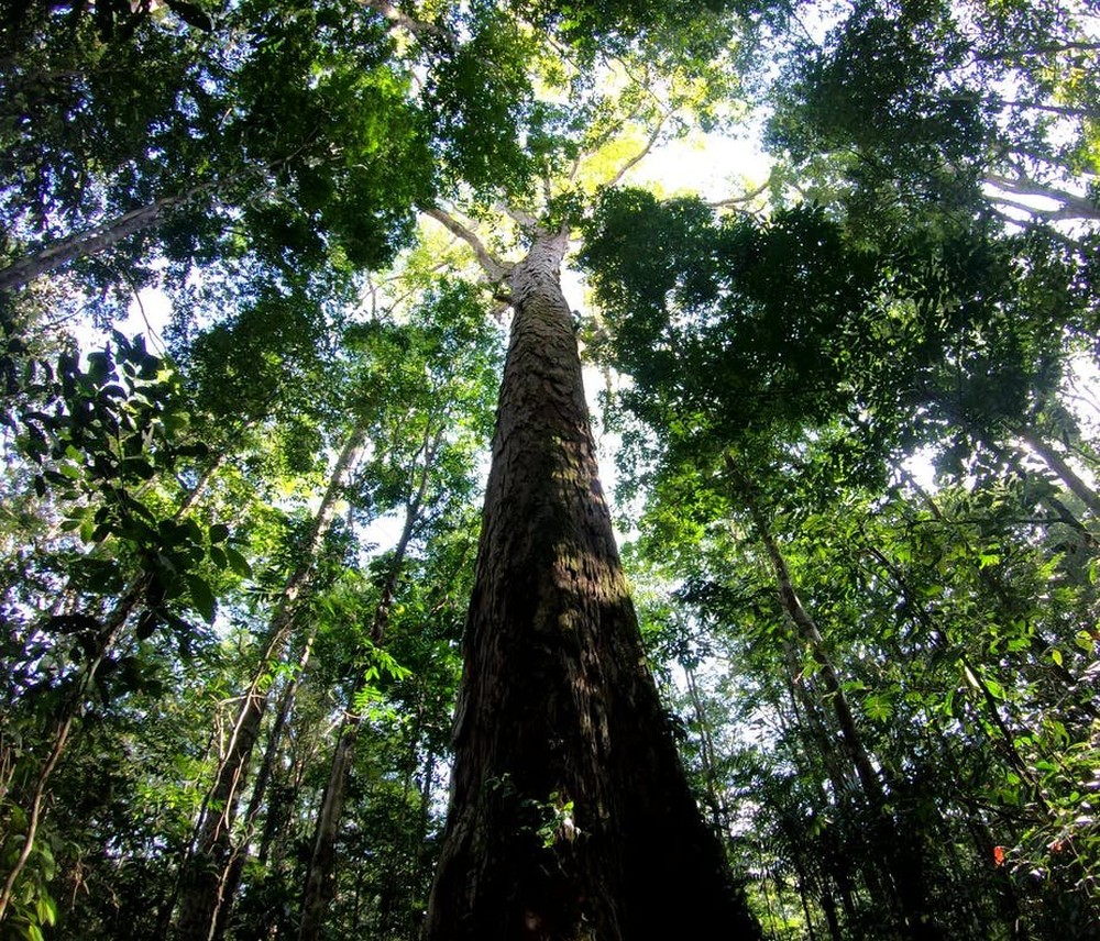 Por que o tamanho da árvore mais alta da Amazônia intriga cientistas