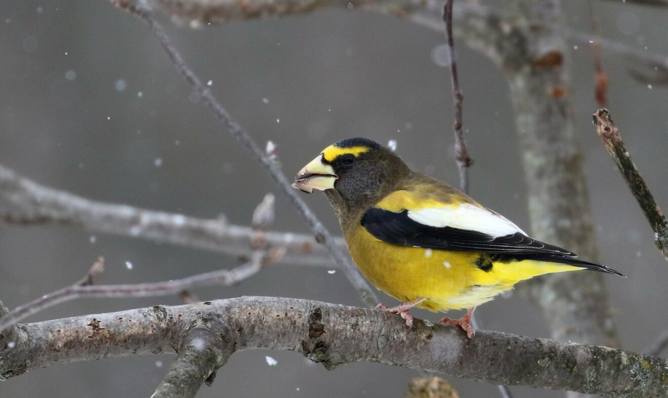 Metade das aves mais comuns da Europa e da América do Norte desapareceram