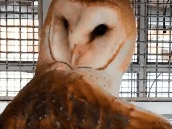 Pesquisadores abrem crânios de corujas para fazer experimentos científicos