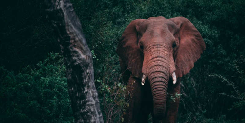 Site da Indonésia promove a proteção de espécies selvagens