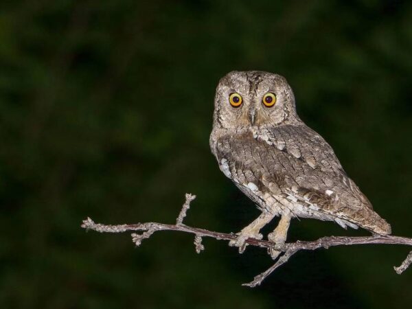 Os animais não conseguem acompanhar o ritmo das mudanças climáticas