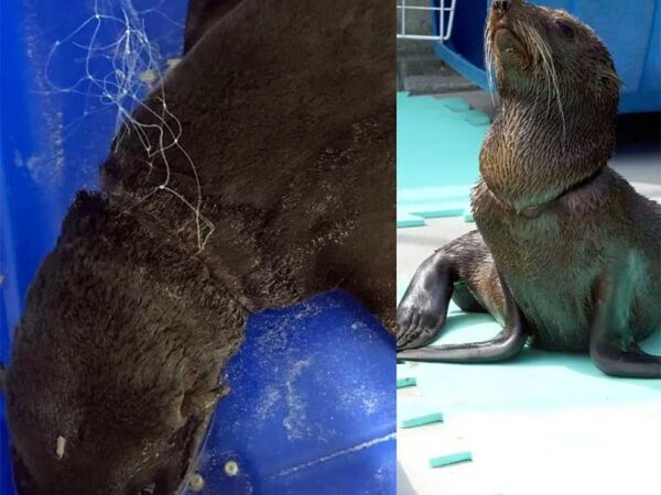 Lobo-marinho com cortes no pescoço causados por rede de pesca passa por tratamento em SC