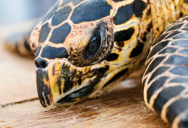 Mais de 1,1 milhão de tartarugas marinhas morreram nos últimos 30 anos