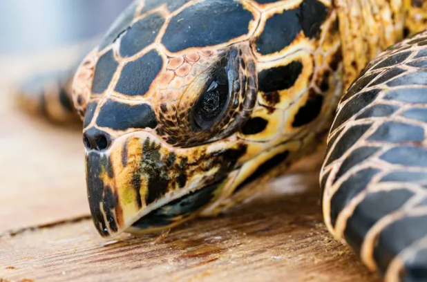 Mais de 1,1 milhão de tartarugas marinhas morreram nos últimos 30 anos