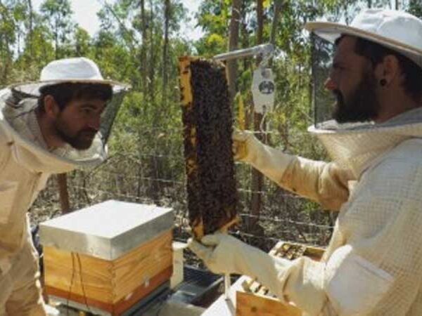 Experimento comprova que manejo adequado reduz significativamente a exposição de abelhas a inseticida