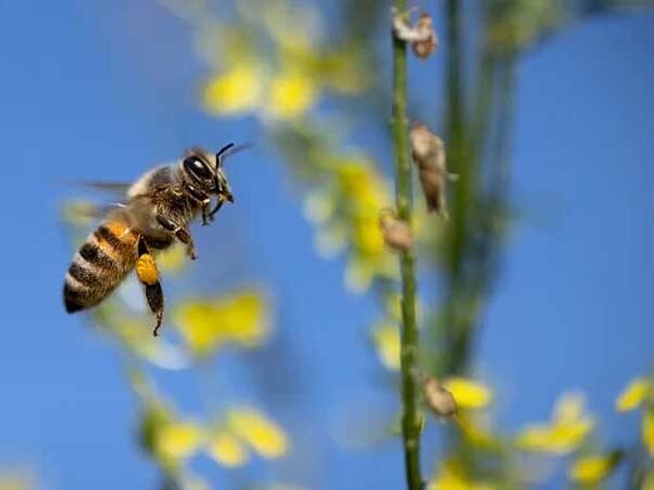 Deskbee fecha parceria com Bee or not to Be: ONG busca chamar atenção para a preservação das abelhas