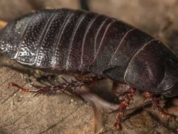 Barata gigante considerada extinta é encontrada na Austrália