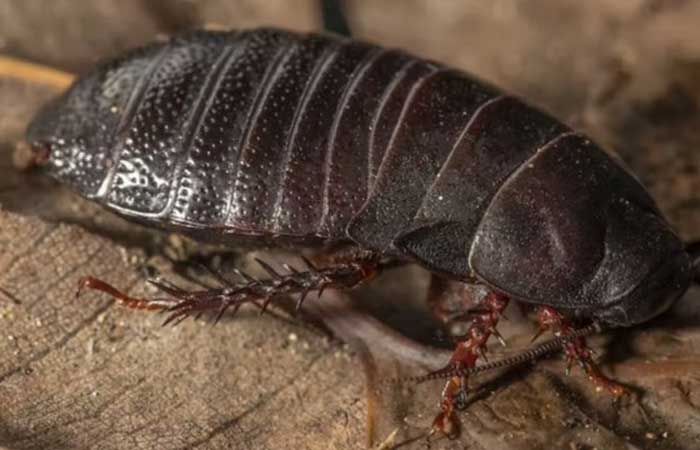 Barata gigante considerada extinta é encontrada na Austrália