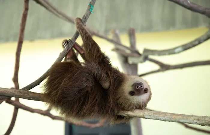 O bicho-preguiça é realmente preguiçoso? Confira curiosidades do animal