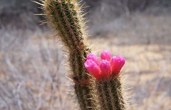 Caatinga perde 160 mil hectares de superfície de água e mais de 10% de vegetação nativa nos últimos 37 anos