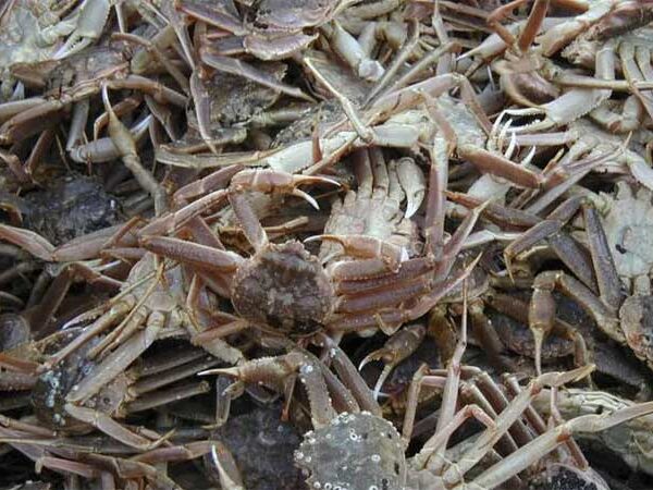 Após colapso populacional de caranguejos, Alasca cancela temporada de pesca pela primeira vez