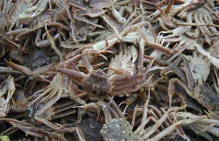 Após colapso populacional de caranguejos, Alasca cancela temporada de pesca pela primeira vez