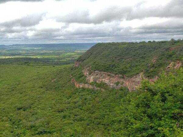 Projeto vai promover o reflorestamento de 500 hectares na Chapada do Araripe