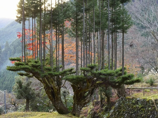 Antigo sistema de poda japonês permite extrair madeira sem cortar árvores!