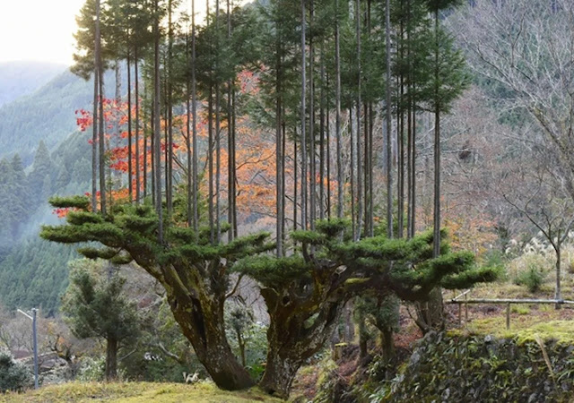 Antigo sistema de poda japonês permite extrair madeira sem cortar árvores!