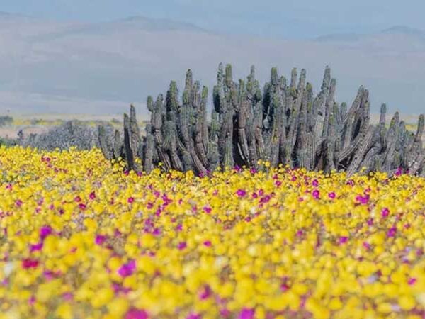 O segredo por trás das flores espetaculares no deserto mais seco do mundo