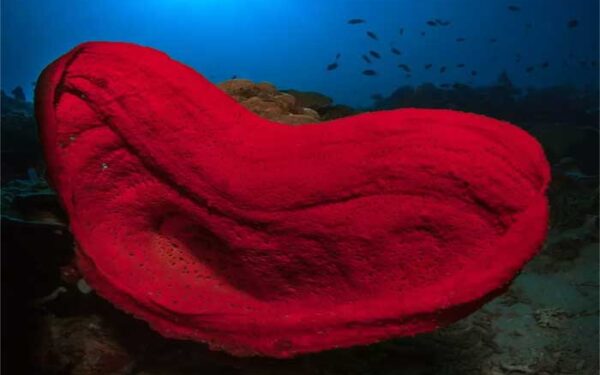 A estranha habilidade das esponjas marinhas que intriga cientistas e filósofos