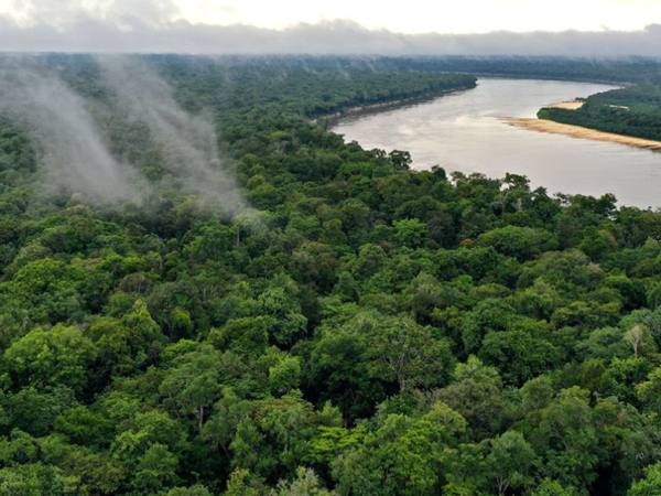 Vídeos de 1 minuto revelam estratégias para manter a floresta em pé