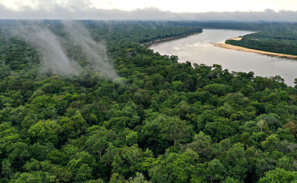 Vídeos de 1 minuto revelam estratégias para manter a floresta em pé