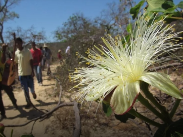 Coletores de sementes restauram Cerrado e resgatam tradições em MG