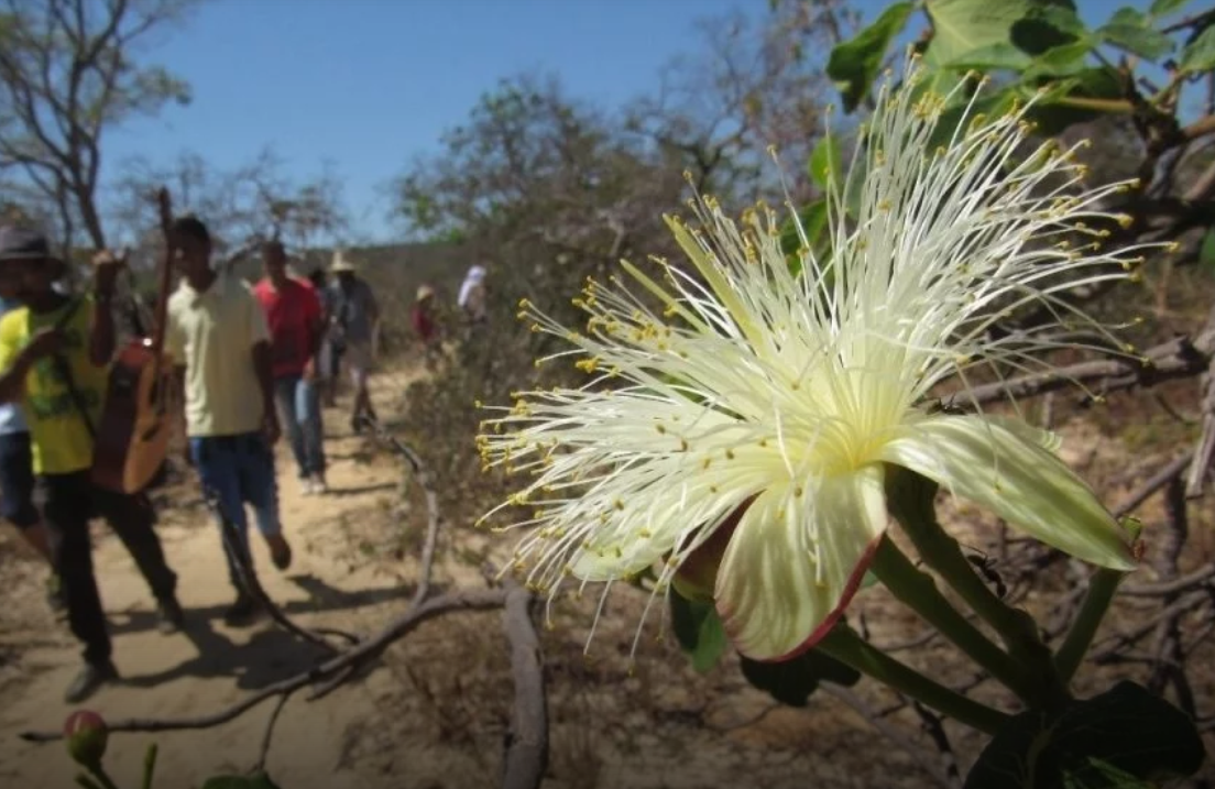 Coletores de sementes restauram Cerrado e resgatam tradições em MG