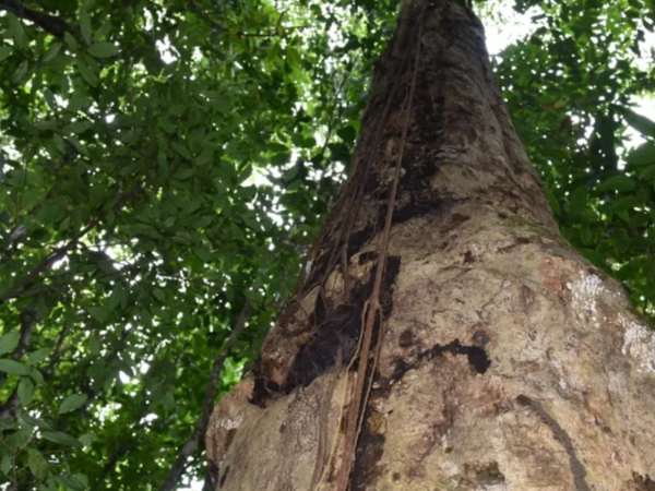 Recém-descoberta, espécie de árvore gigante da Mata Atlântica recebe nome em homenagem a Hermeto Pascoal