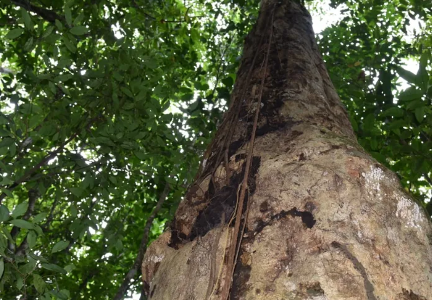 Recém-descoberta, espécie de árvore gigante da Mata Atlântica recebe nome em homenagem a Hermeto Pascoal